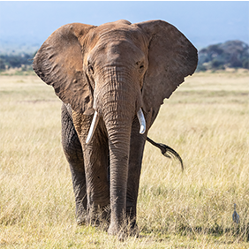 elephant