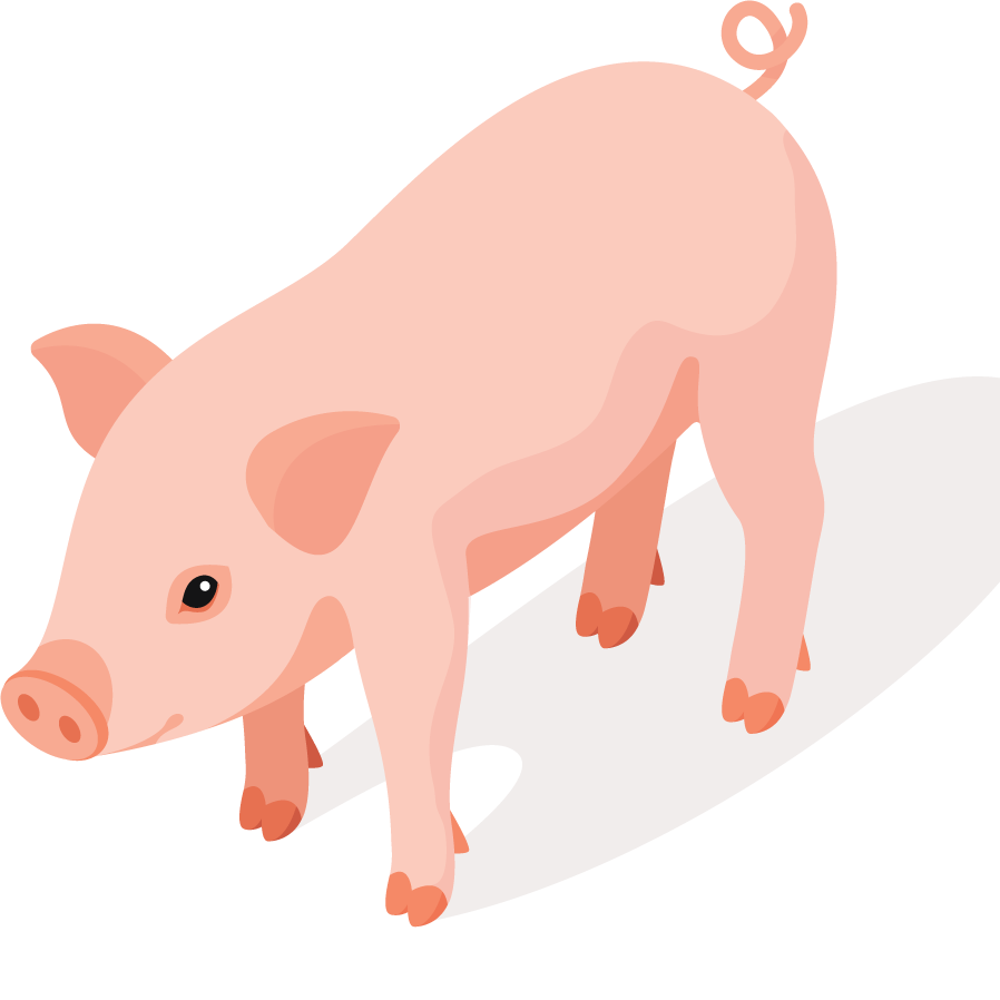 pig