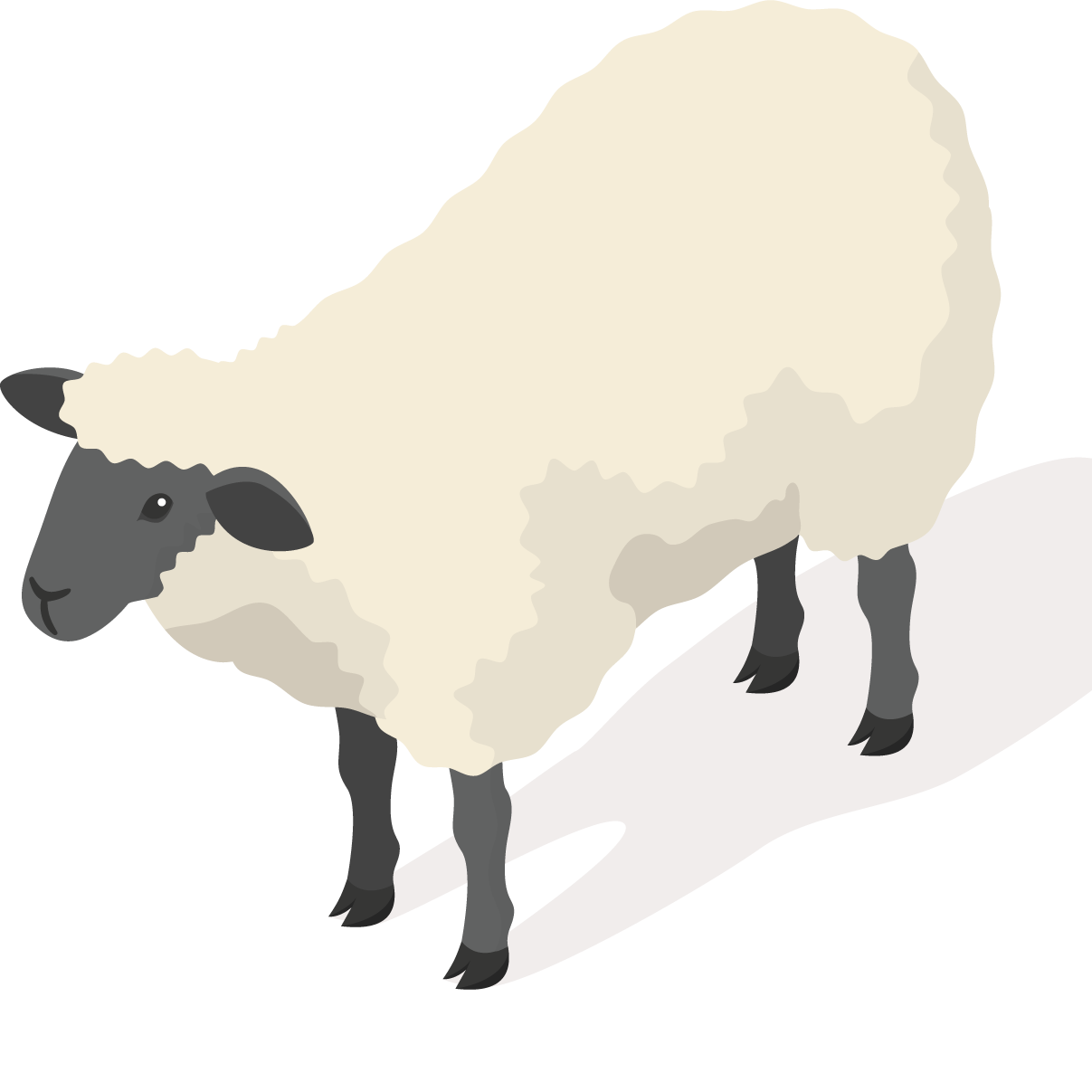 sheep