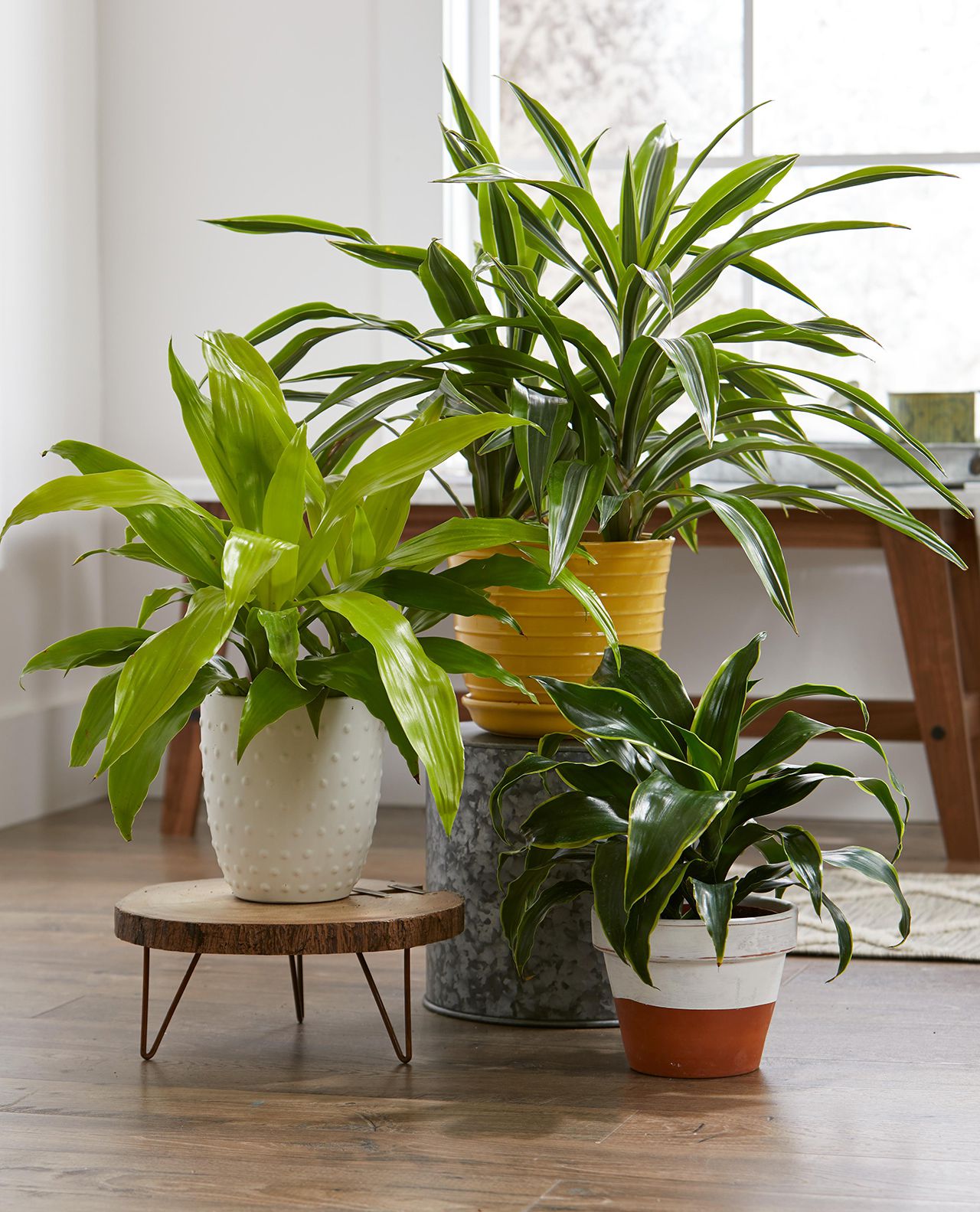 plant