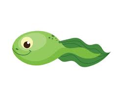 tadpole
