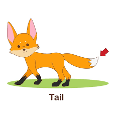 tail