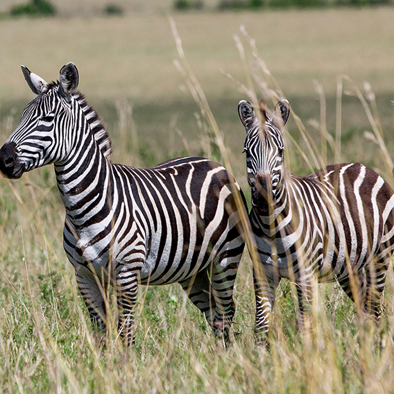 zebra