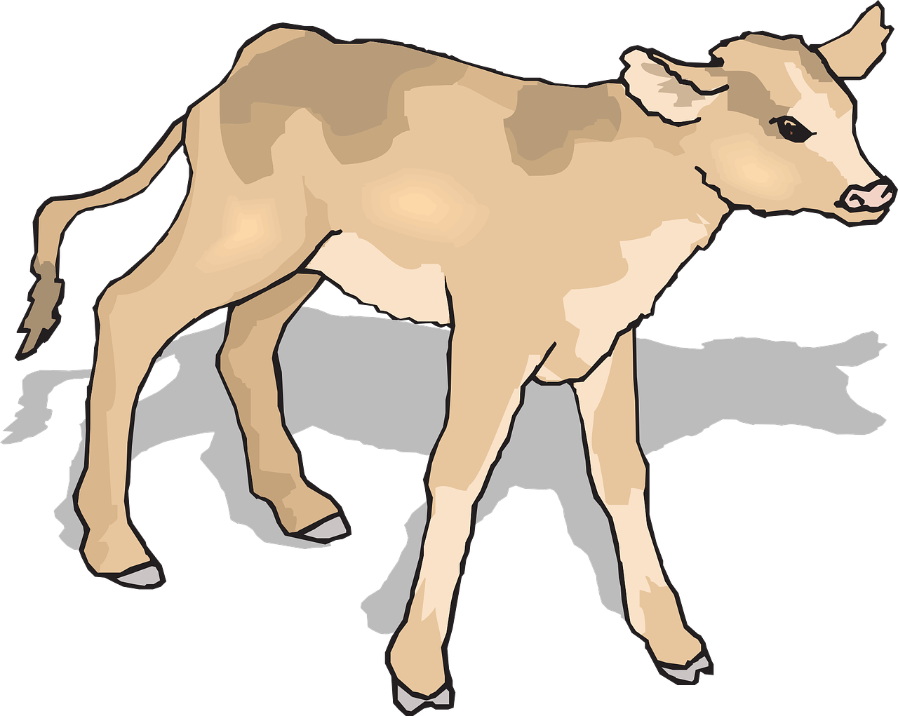 calf