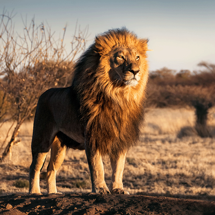 lion
