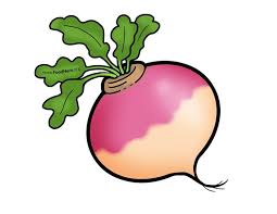 turnip