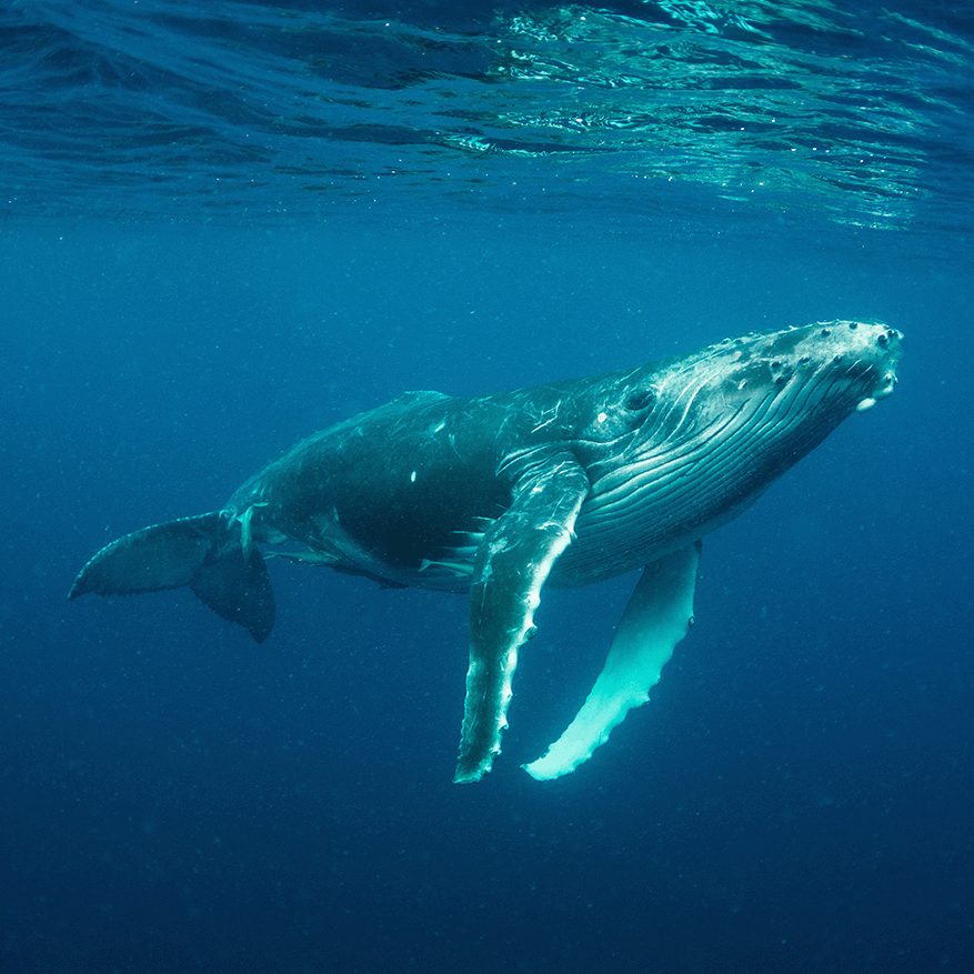 whale