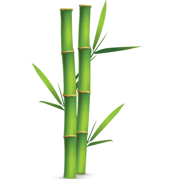 bamboo