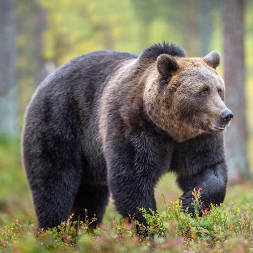 bear