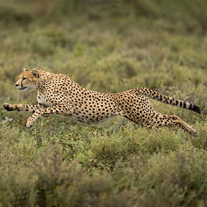 cheetah