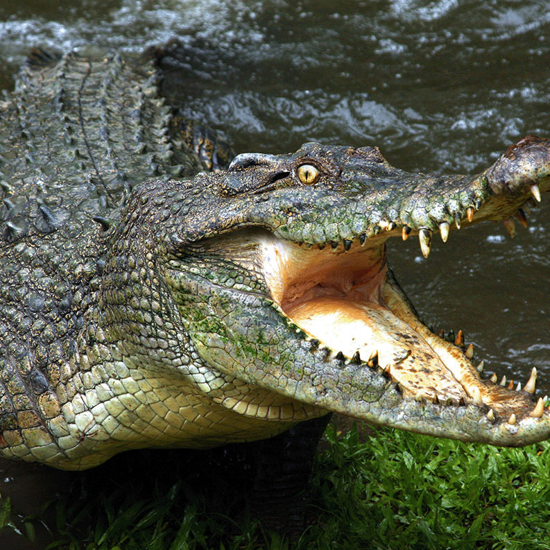 crocodile