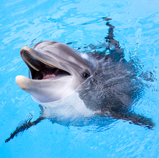 dolphin