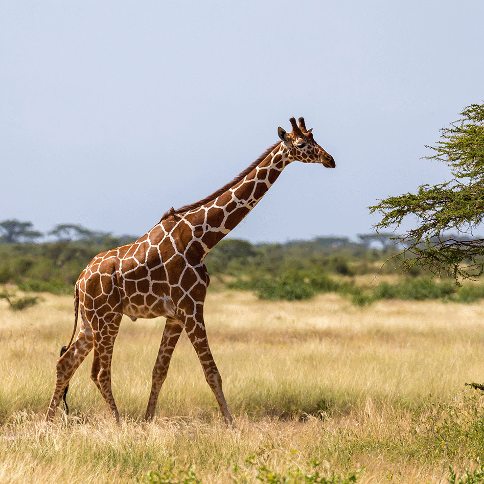 GIRAFFE