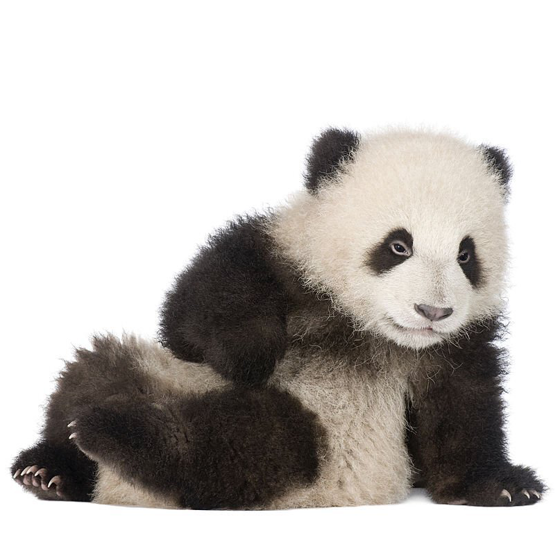 panda