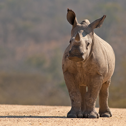 rhino
