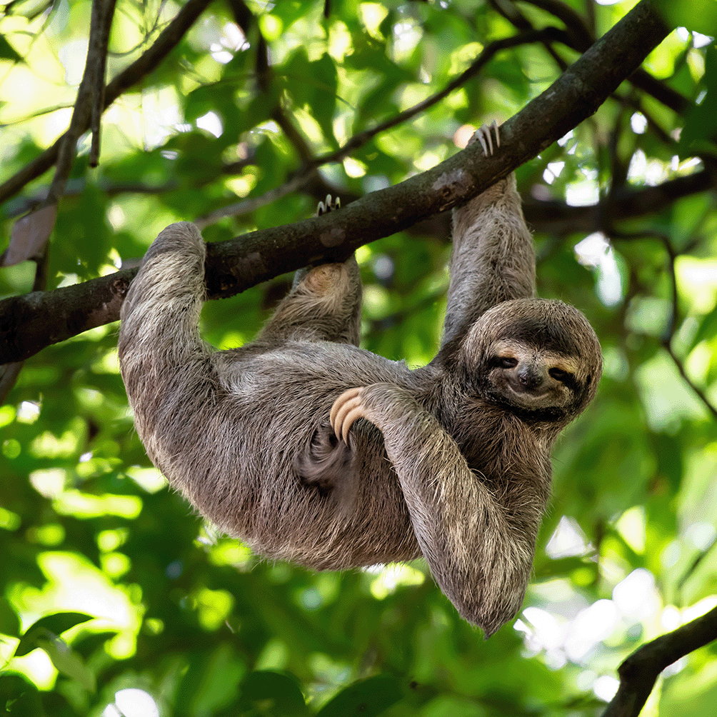 sloth