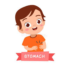 stomach