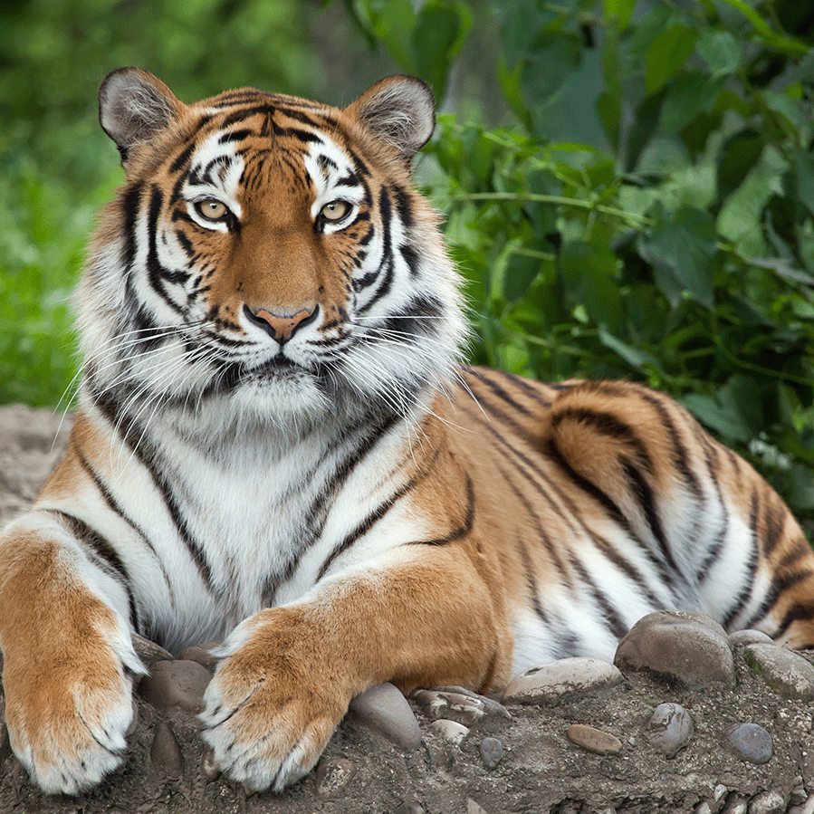 tiger