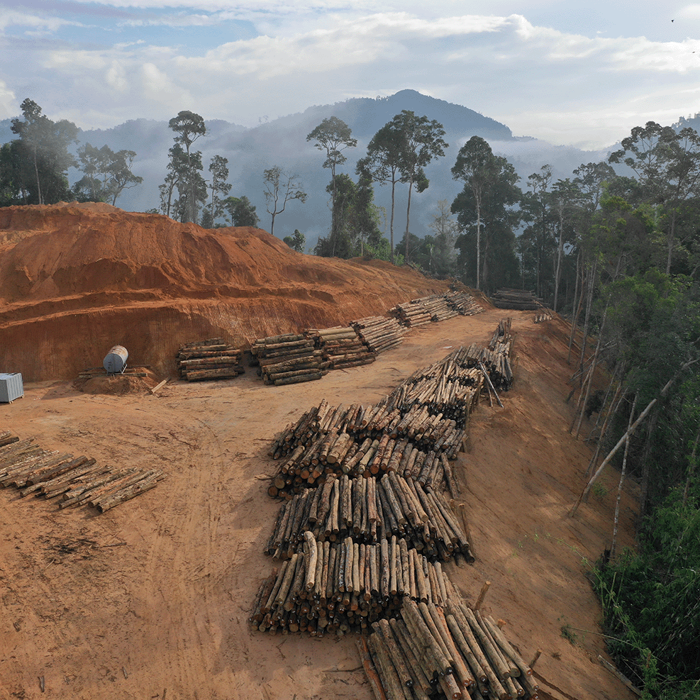 deforestation