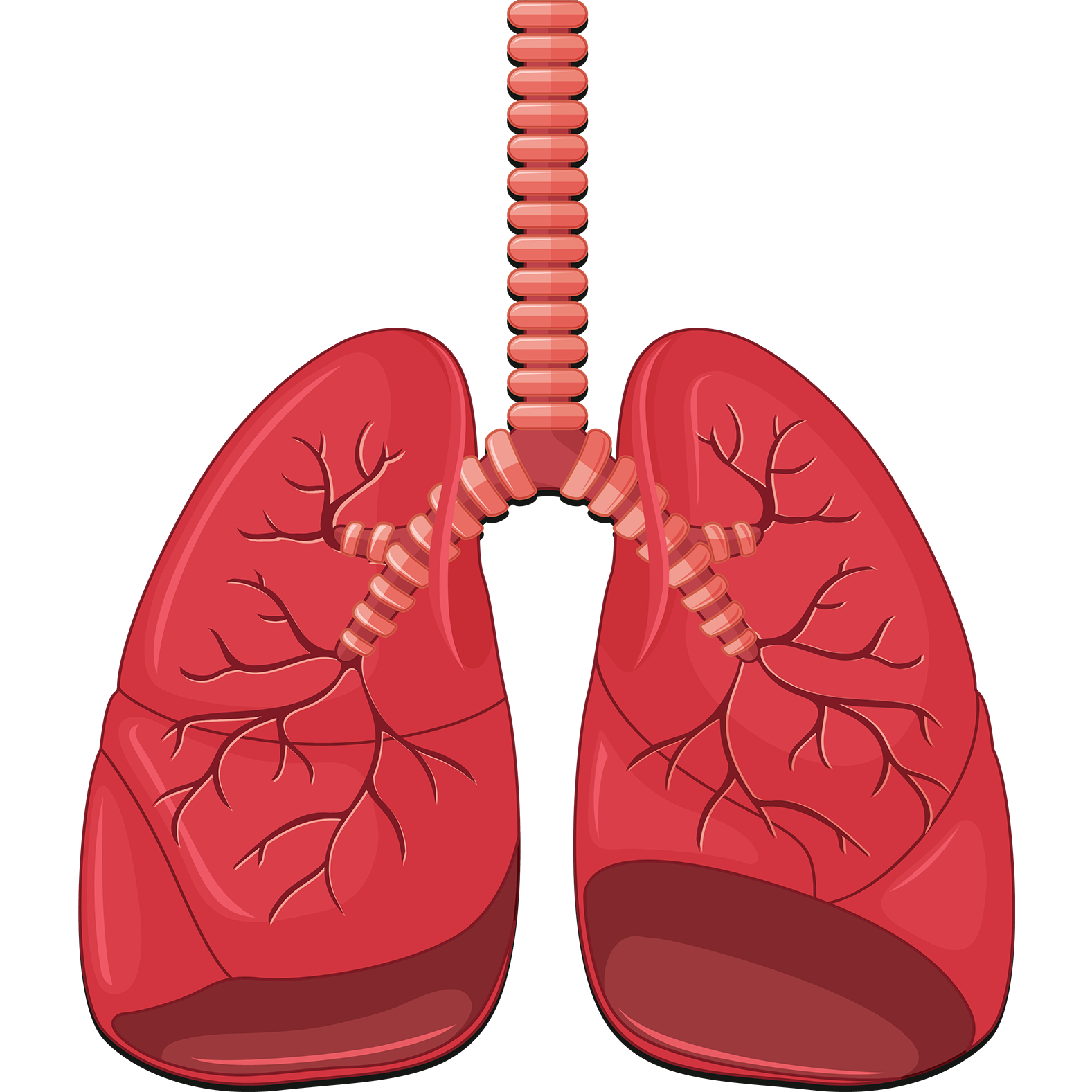 lungs