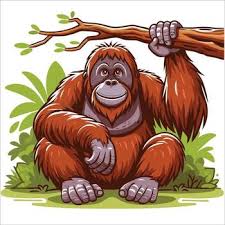 Orangutan
