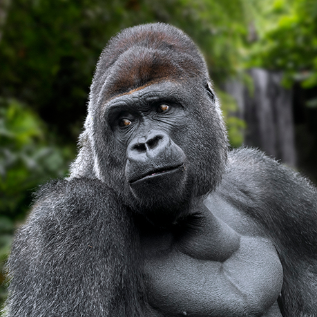 gorilla