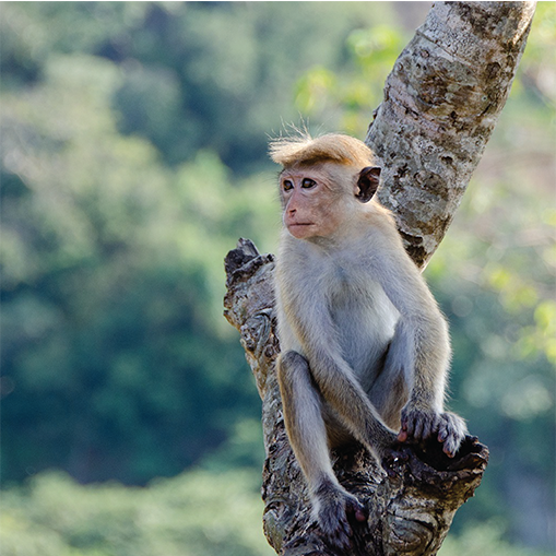 monkey