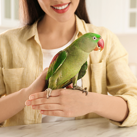 pet
